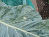 Mould caused by Cabbage Whitefly visible on the top of a cabbage leaf