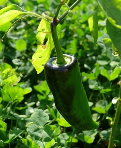 Sweet pepper Chervena chushka