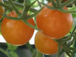 Tomato Golden gem
