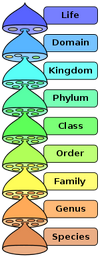 Biological classification