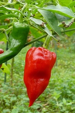 Chilli Chimayo