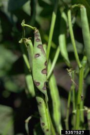 Bean (Colletrotrichum lindemuthianum)