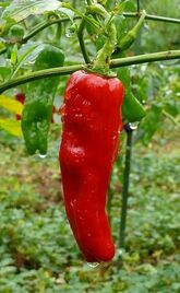 A mature Pepperoncini
