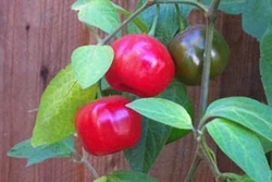 Chilli Rocoto