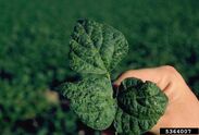 French bean (Bean common mosaic virus)