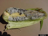 Corn Corn smut Ustilago maydis Cob.jpg (64 KB) Corn smut (Ustilago maydis)