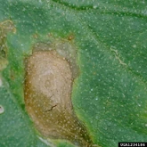Alternaria leaf blight (Alternaria cucumerina) on a honeydew melon