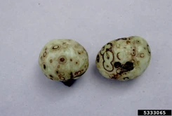 Tomato bushy stunt virus
