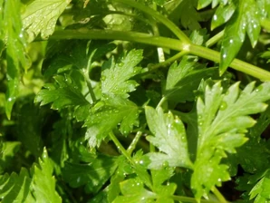 Flat leaf parsley