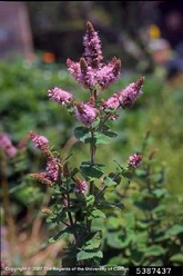 Apple mint Bolting.jpg (58 KB) Bolting of apple mint