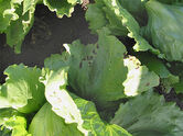 Lettuce Bacterial leaf spot Xanthomonas campestris pv. vitans2