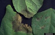 Phoma blight (Phoma exigua var. exigua)