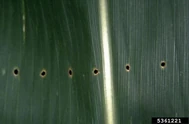 Corn European corn borer.jpg (36 KB) European corn borer