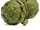 Globe artichoke