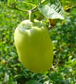 Sweet pepper Garden sunshine