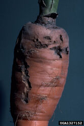 Damage to a carrot root