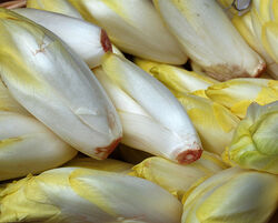 Chicory-1-