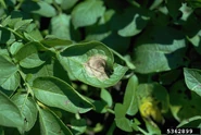 A potato leaflet showing late blight infection