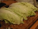 Chinese cabbage