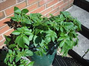 Potato Container Growing