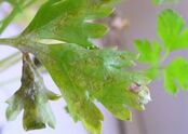 Parsley (Peronospora umbelliferarum)