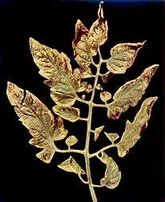 Potassium deficiency