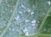 Cabbage Cabbage Whitefly.jpg (89 KB) Adults, eggs and puppae on a cabbage leaf