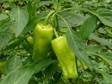 Capsicum annuum 'Stavros Greek pepperoncini'