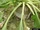 Southern blight