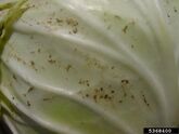 Cabbage Thrips 2