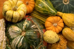 Squash-1-