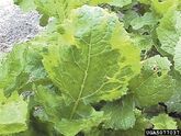 Turnip yellow mosaic virus on turnip