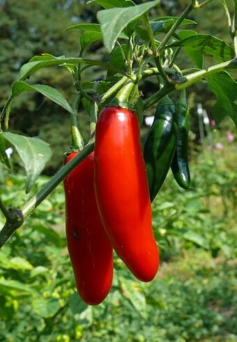 Capsicum Annuum Devil Wikigardener Fandom