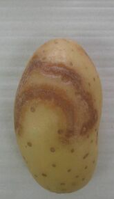 Potato Necrotic Ringspot