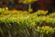 Parsnip Flowerhead