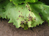 Plant with individual lesions and small patches of coalesced lesions.