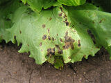 Bacterial leaf spot of lettuce