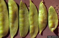 Pea Leafminer.jpg (309 KB) Pea pods (Liriomyza sativae)