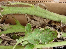 Septoria leaf spot