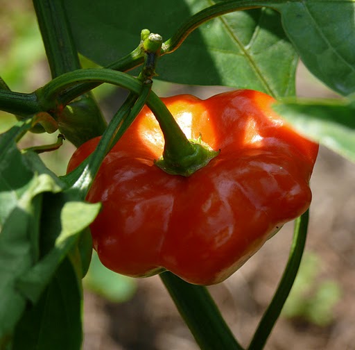 Capsicum baccatum Brazilian starfish WikiGardener Fandom