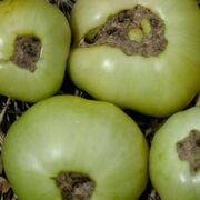 Tomato Blossom End Rot