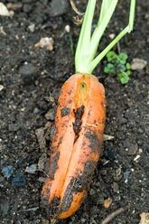 Split roots on carrot