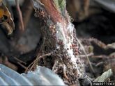 Sclerotinia rot (Athelia rolfsii)