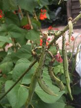 Blackfly on runner bean fruit