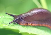 Slug