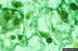 Tobacco etch virus Cell inclusion bodies