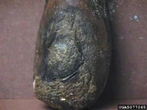 Aubergine (Phytophthora capsici)