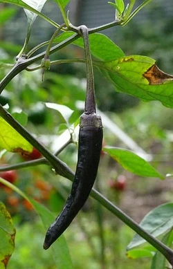 Chilli Cayenne long purple