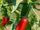 Capsicum annuum 'Piccante rosso di caienna'