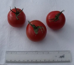 Tomato Shirley